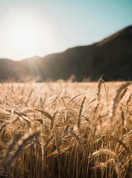 food & agricultural trade​